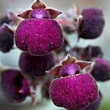 Pink White Hoya Carnosa Flower Seeds for Planting Bright Blooms Heirloom & GMO Free Seeds for Home Garden
 
 Sale for planting in home garden