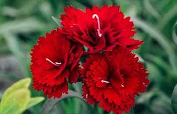 Red Carnation Flower Seeds For Planting