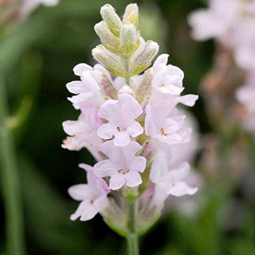 Rare Lavender Pink and White for garden planting