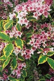 Weigela Flower seeds for Planting Colorful Display Heirloom & GMO Free Seeds for Home Garden 
 
 Sale for planting in home garden