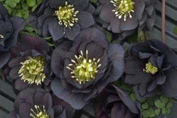 Black Louts Flower Seeds Planting Guide