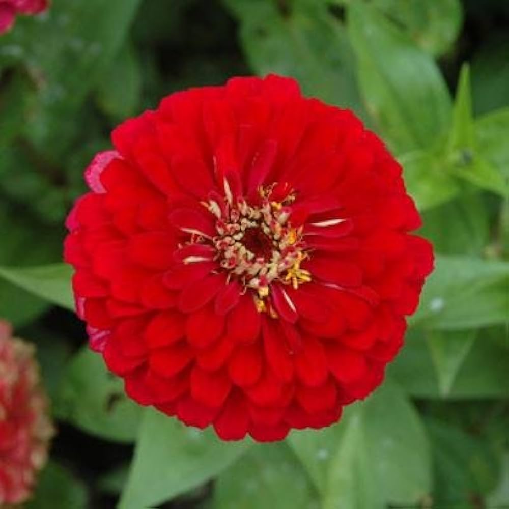 Red Zinnia Zinnia elegans for planting in flower garden