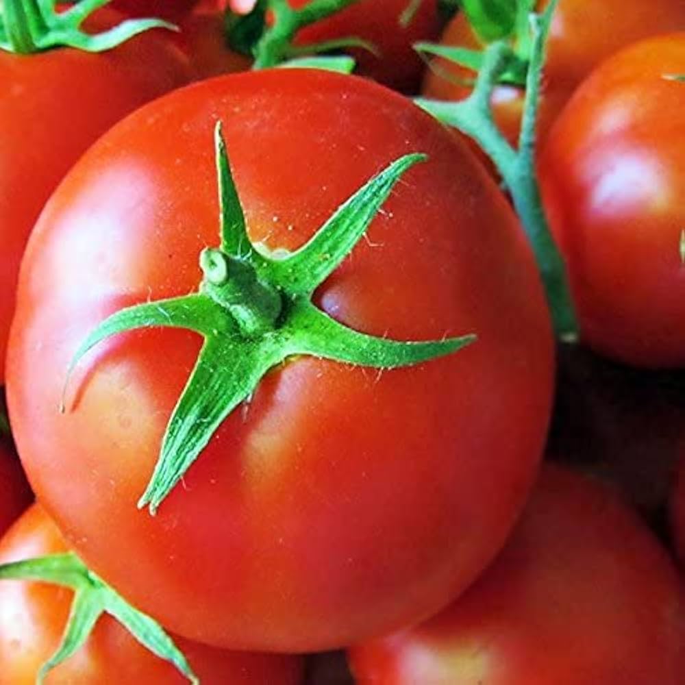 Giant Tomato Solanum lycopersicum for planting in vegetable patch