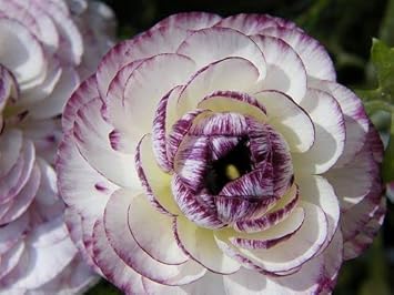 Purple White Ranunculus Flower seeds for Planting - Hardy Variety, Heirloom & GMO Free Seeds for Home Garden
 
 Sale for planting in home garden