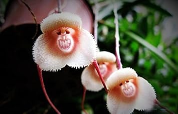 White Orange Orchid Flower seeds for Planting - Cut Flower Favorite, Heirloom & GMO Free Seeds for Home Garden
 
 Sale for planting in home garden