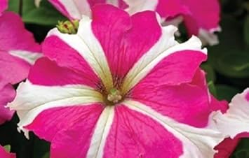 Pink White Tritunia Rose Flower seeds for Planting - Wildflower Mix, Heirloom & GMO Free Seeds for Home Garden
 
 Sale for planting in home garden