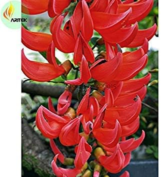 Red Strongylodon Flower seeds for Planting - Perfect for Borders, Heirloom & GMO Free Seeds for Home Garden
 
 Sale seeds for home garden