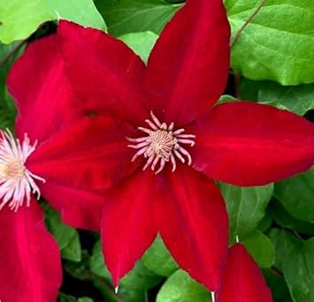 Yellow Epiphyllum Flower Seeds for Planting Bright Blooms Heirloom & GMO Free Seeds for Home Garden
 
 Sale for planting in home garden