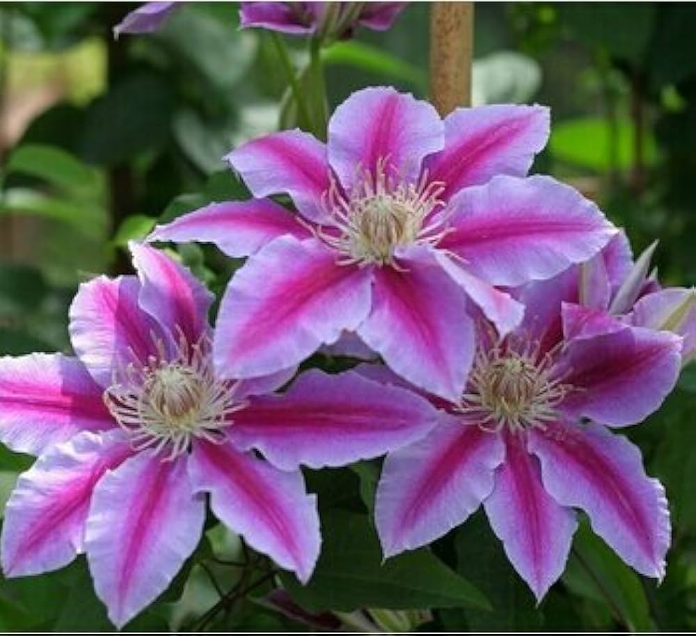 Peach Clematis Flower seeds for Planting - Colorful Display, Heirloom & GMO Free Seeds for Home Garden
 
 Sale seeds for home garden