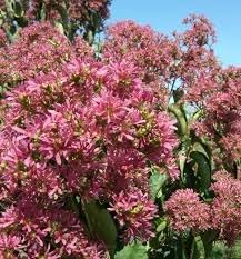 Heptacodium Miconioides Seven Sons Flower Shrub Seeds for Fragrant Garden Shrubs