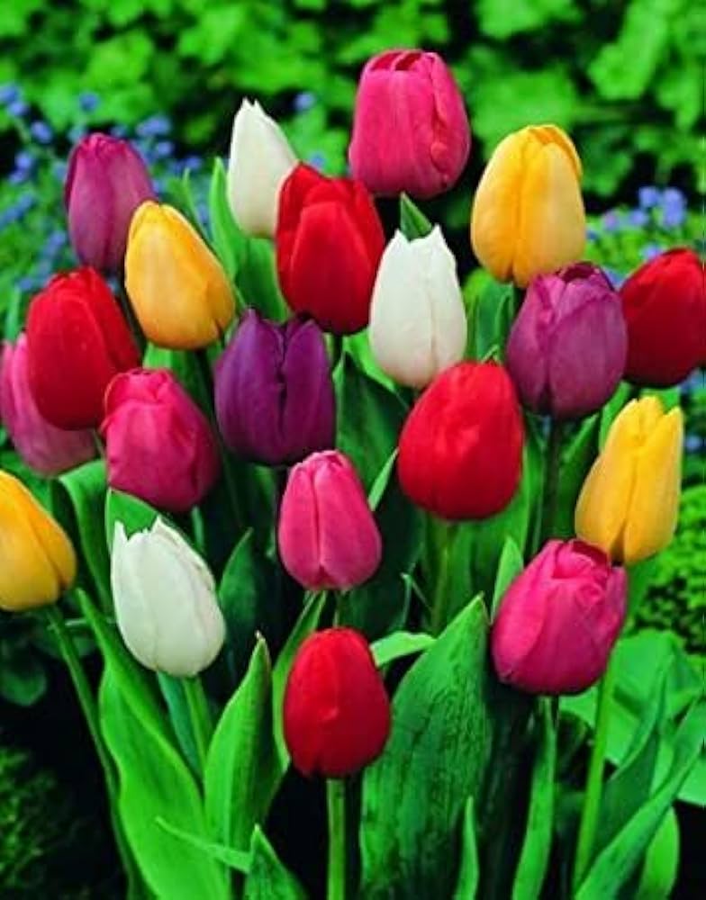 Mixed Tulip Flower Plant Seeds