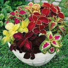 Heirloom Coleus Flower seeds for Planting Shade Tolerant Heirloom & GMO Free Seeds for Home Garden 
 
 Sale for planting in home garden