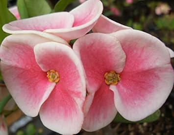 Pink Euphorbia Flower seeds for Planting - Compact Growth, Heirloom & GMO Free Seeds for Home Garden
 
 Sale seeds for planting in home garden