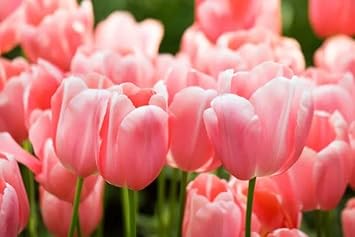 Baby Pink Tulip Flower seeds for Planting - Hardy Variety, Heirloom & GMO Free Seeds for Home Garden
 
 Sale seeds for home garden