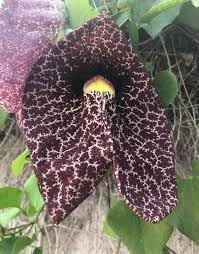 Aristolochia Elegans Flower Seeds For Planting Exotic Vines