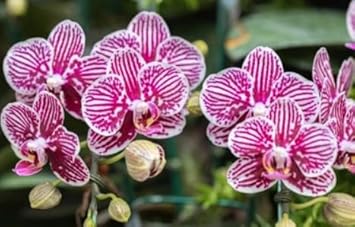 White Pink Phalaenopsis Orchids Planting Seeds