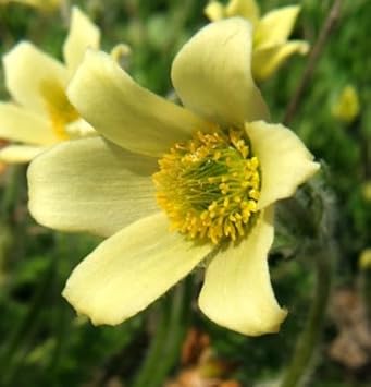 Yellow Anemone Pulsatilla Flower Seeds For Easy Planting