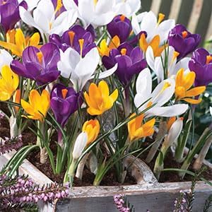 Violet Anemone Pulsatilla Flower Seeds for Planting Fragrant Blossoms Heirloom & GMO Free Seeds for Home Garden
 
 Sale for planting in home garden