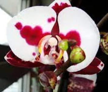 White Red Phalaenopsis Orchid Flower seeds for Planting - Fragrant Blossoms, Heirloom & GMO Free Seeds for Home Garden
 
 Sale seeds for home garden