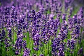 Lavender Labiatae Flower seeds for Planting Hardy Variety Heirloom & GMO Free Seeds for Home Garden 
 
 Sale for planting in home garden