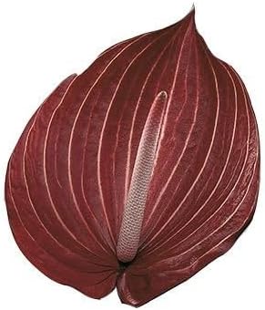 Deep Red Tulip Flower Seeds Bright Blooms Heirloom & GMO Free Seeds for Home Garden
 
 Sale for planting in home garden