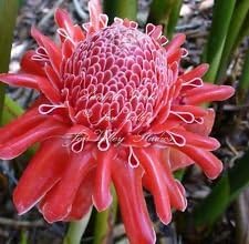 Pink Etlingera Flower seeds for Planting - Easy to Grow, Heirloom & GMO Free Seeds for Home Garden
 
 Sale seeds for planting in home garden