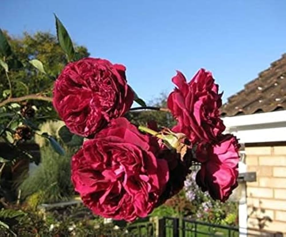 Burgundy Rose Planting Seeds Flower