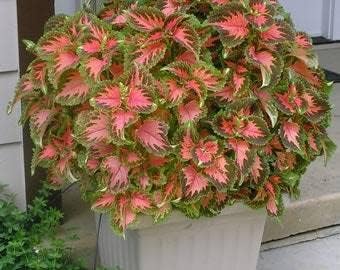 White Jacaranda Flower Seeds for Planting Pollinator Friendly Heirloom & GMO Free Seeds for Home Garden
 
 Sale for planting in home garden