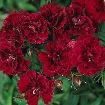 Maroon Dianthus Flower seeds for Planting - Seasonal Bloomer, Heirloom & GMO Free Seeds for Home Garden
 
 Sale for planting in home garden