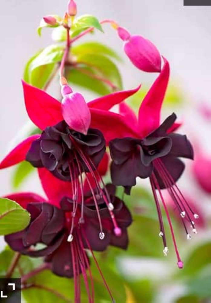 Red Fuchsia Lantern Fuchsia for planting in flower bed