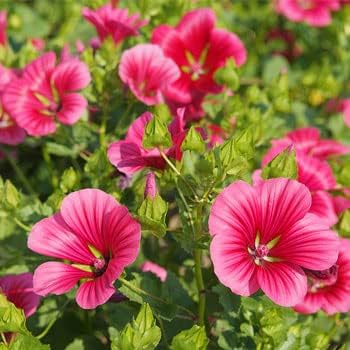 Pink Malope Flower seeds for Planting - Easy to Grow, Heirloom & GMO Free Seeds for Home Garden
 
 Sale for planting in home garden