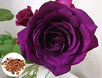 Dark Violet Rose Flower Seeds For Planting - Vibrant And Fragrant