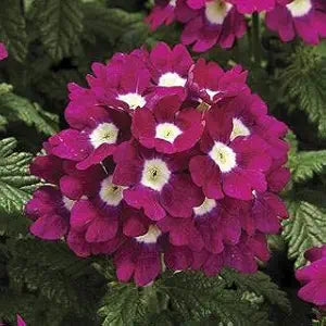 Verbena Logro Burgundy seeds for rich burgundy blooms