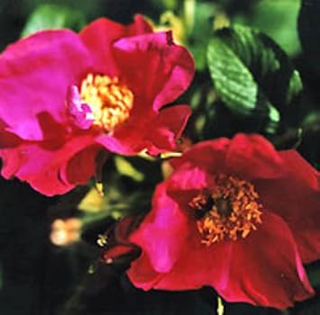 Red Rugosa Rose Flower seeds for Planting - Perfect for Borders, Heirloom & GMO Free Seeds for Home Garden
 
 Sale for planting in home garden