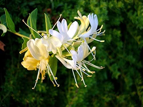 Mixed Honeysuckle Seeds - Plant Vine Fragrant Cloud Flowers Non-Gmo Major Wheeler For Planting Best