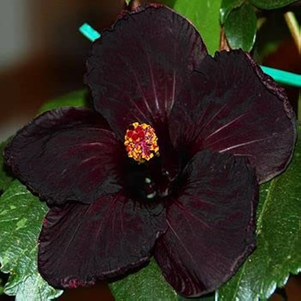 Premium Black Hibiscus Seeds For Lush Gardens And Vibrant Blooms Flower