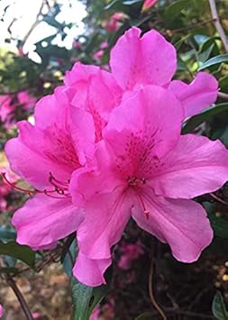 Rhododendron Pink Seeds For Planting Flower