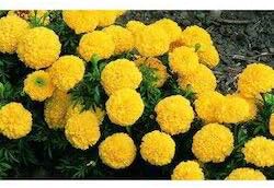 Light Yellow Red Dahlia Flower Seeds for Planting Drought Tolerant Heirloom & GMO Free Seeds for Home Garden
 
 Sale for planting in home garden