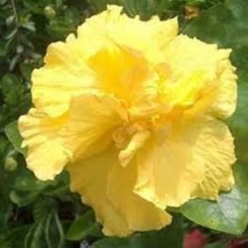 Black Carnation Flower Seeds for Planting Sun Loving Heirloom & GMO Free Seeds for Home Garden
 
 Sale for planting in home garden