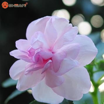 Pink Balsam Camellia Flower seeds for Planting - Low Maintenance, Heirloom & GMO Free Seeds for Home Garden
 
 Sale for planting in home garden.