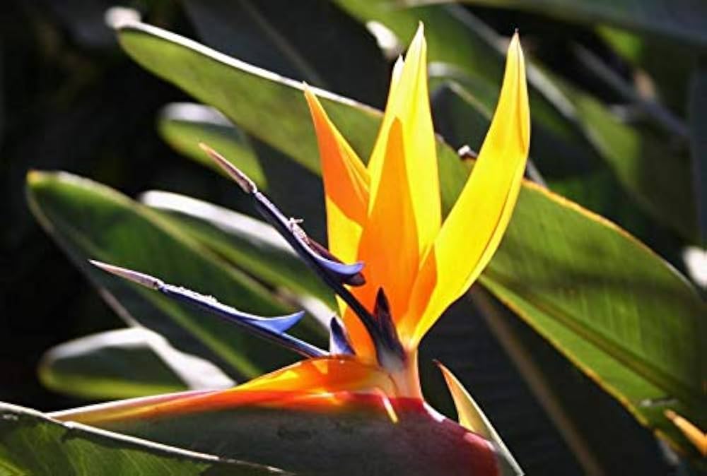 Bird of Paradise Strelitzia reginae for planting in tropical garden