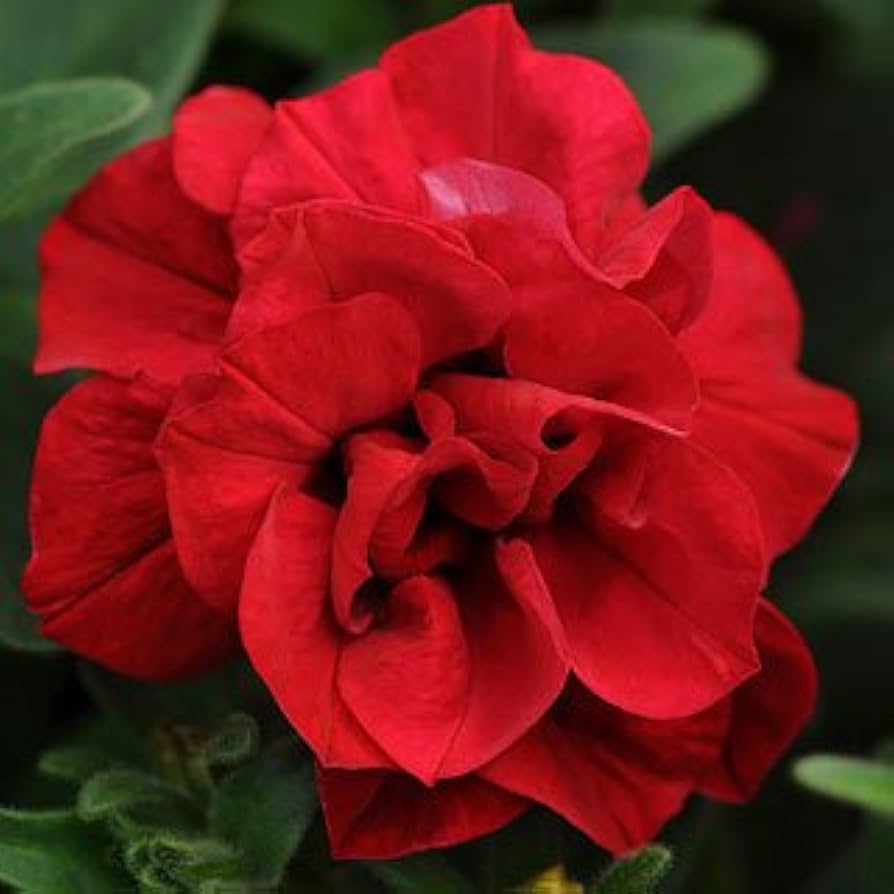 Logro Floribunda Carmine Petunia flower seeds for stunning red blooms