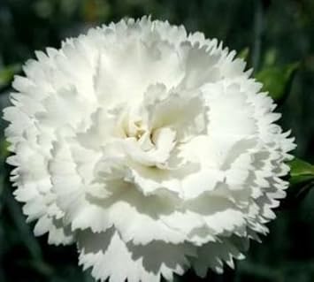 White Carnation Flower Seeds For Planting