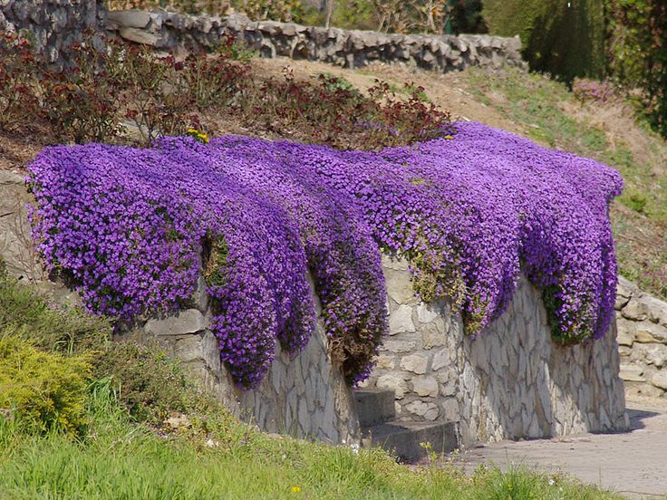 Rock Cress Violet Seeds For Planting Flower