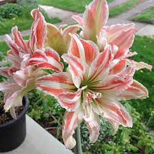 Red White Echte Amaryllis Zwiebeln Flower Seeds