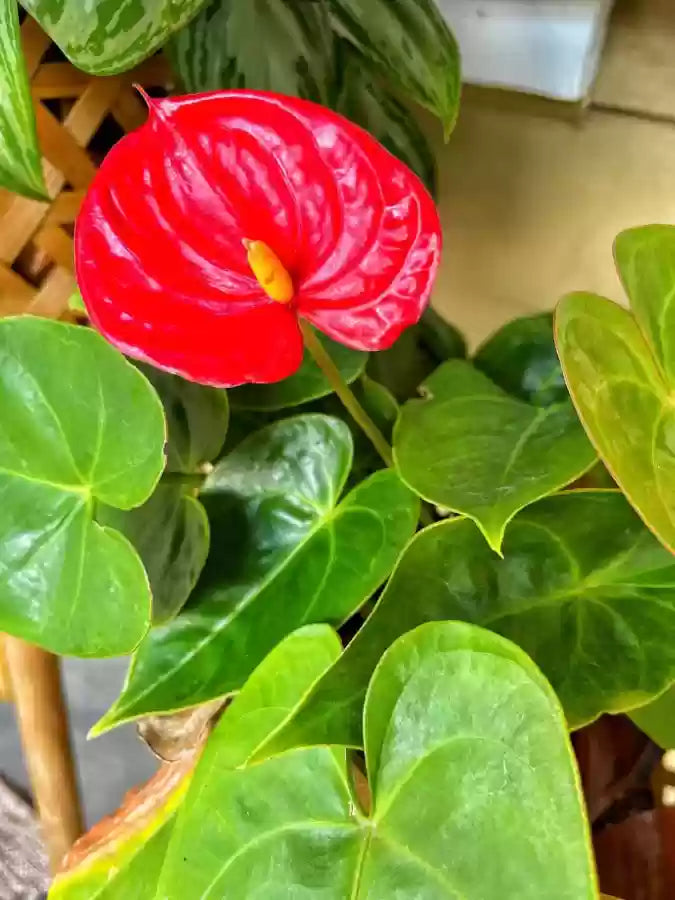 Anthurium Flower Seeds - Green And Red Variety