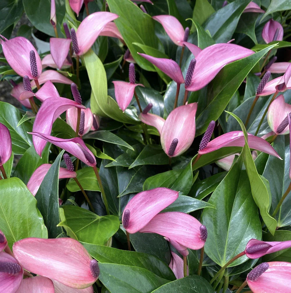 Anthurium Violet Perennial Flower Seeds For Planting