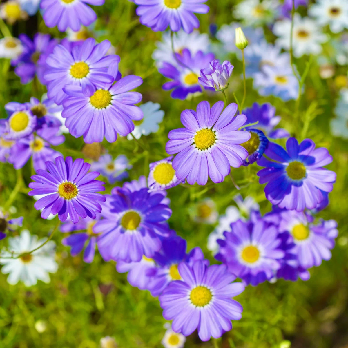 Blue Iberidifolia Flower seeds for Planting Sun Loving Heirloom & GMO Free Seeds for Home Garden 
 
 Sale seeds for home garden planting