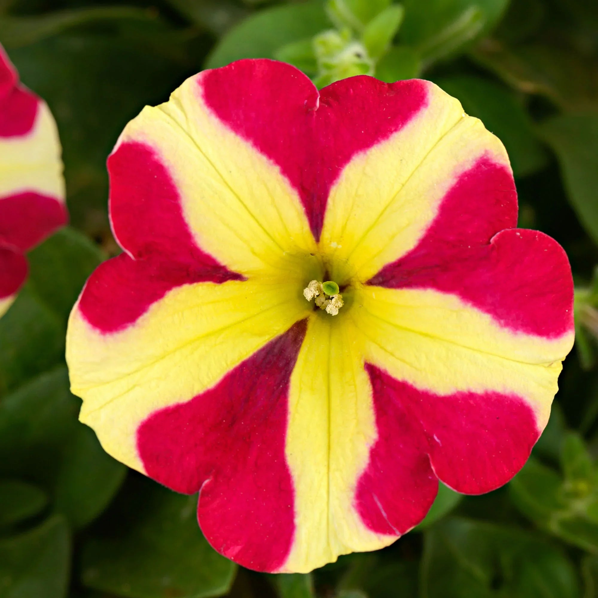 Petunia Flower Seeds For Planting - Bright Red & Yellow Blooms Your Garden