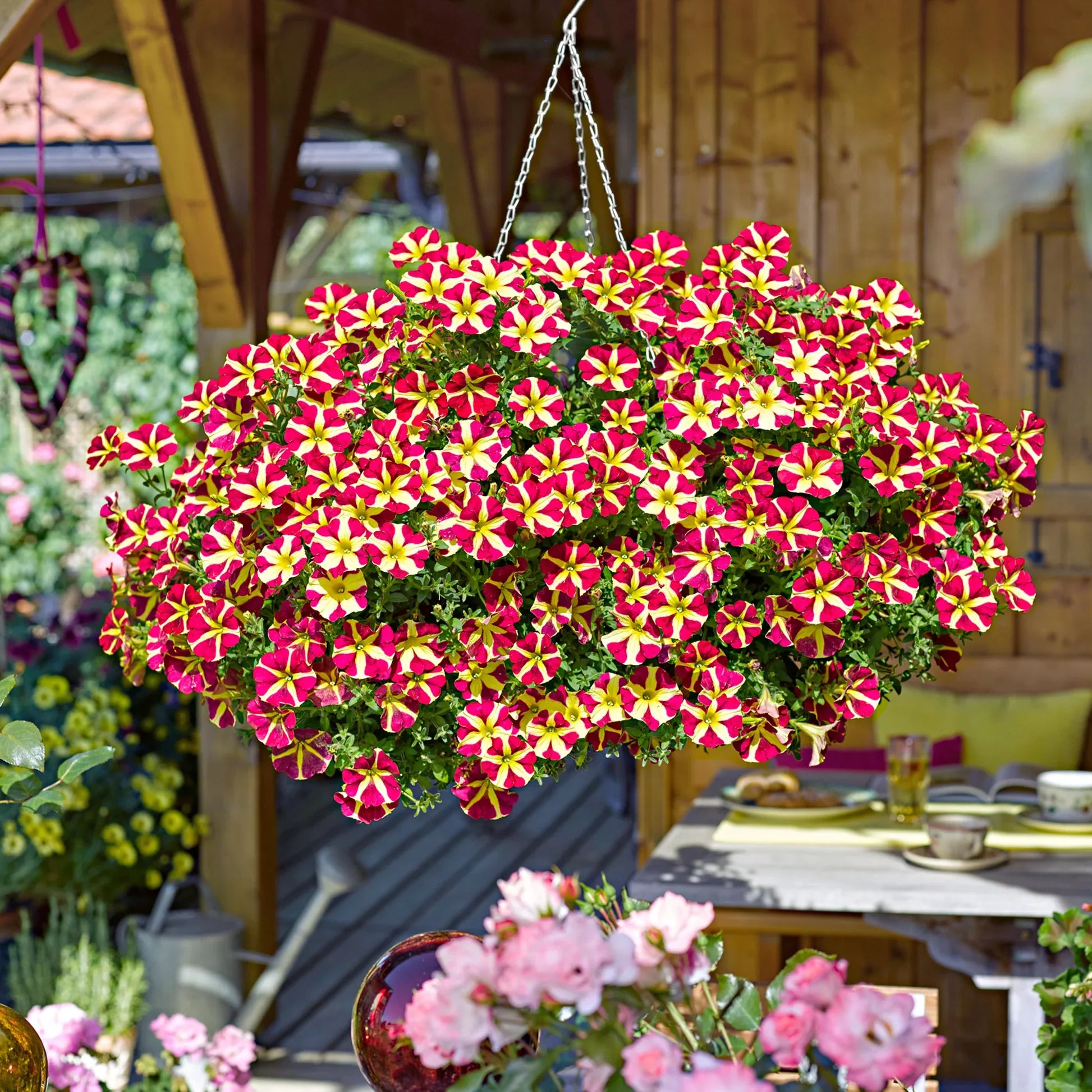 Red Yellow Petunia Planting Seeds